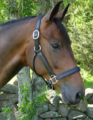 Black Oak Sycamore Halter