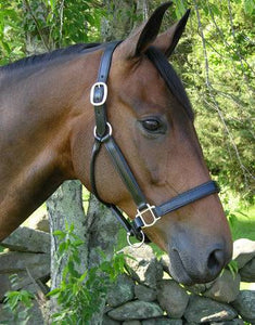 * Black Oak Aspen Halter