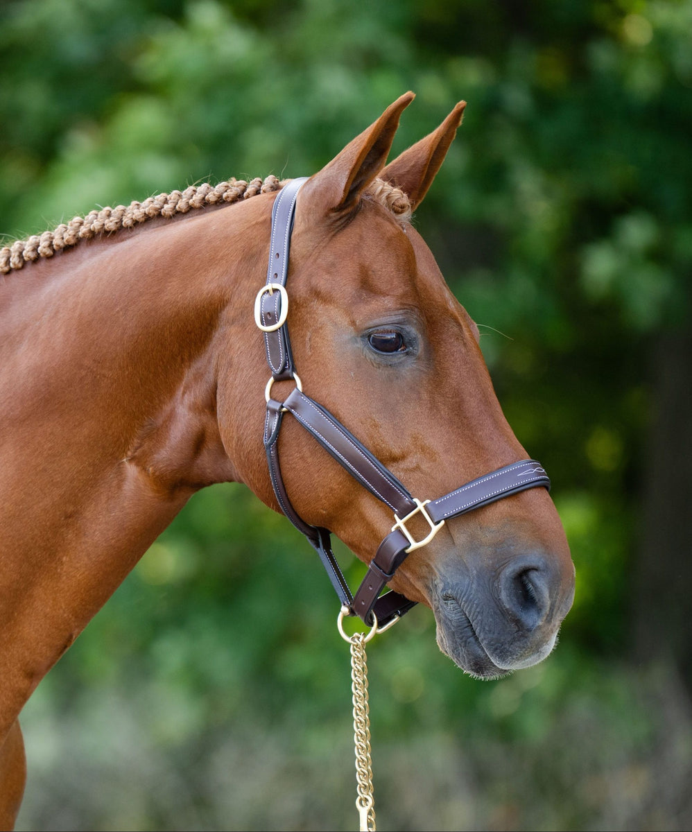 Black Oak Willow Halter – Maine Horse and Rider